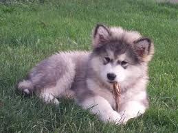 husky.jpg