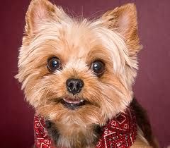 yorki.jpg